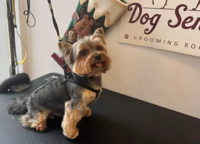 Dog Sense Grooming І Фризьорски салон за кучета І София