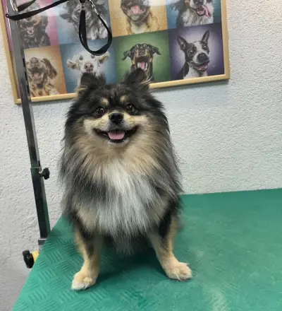 Dog Sense Grooming І Фризьорски салон за кучета І София