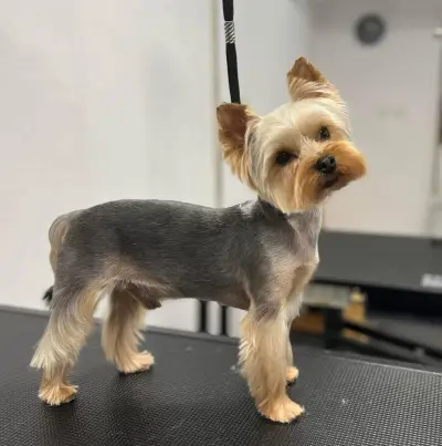 Dog Sense Grooming І Фризьорски салон за кучета І София