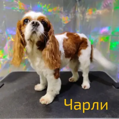 Зоофризьор за дребни кучета- Грумия
