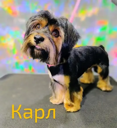 Зоофризьор за дребни кучета- Грумия