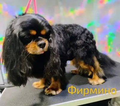 Зоофризьор за дребни кучета- Грумия