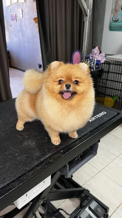 Груминг салон My Beauty Dog