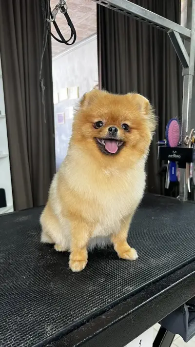 Груминг салон My Beauty Dog