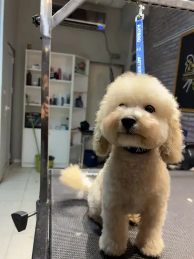 Груминг салон My Beauty Dog