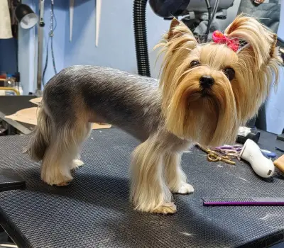 Груминг студио The 2 Yorkies