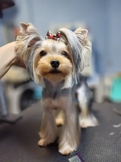 Груминг студио The 2 Yorkies