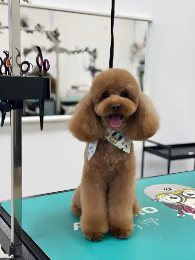 The Smini Groomer Pet Studio Фризьорско Студио за Кучета