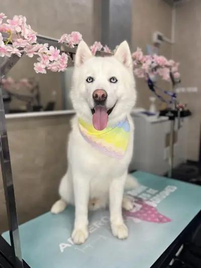 The Smini Groomer Pet Studio Фризьорско Студио за Кучета