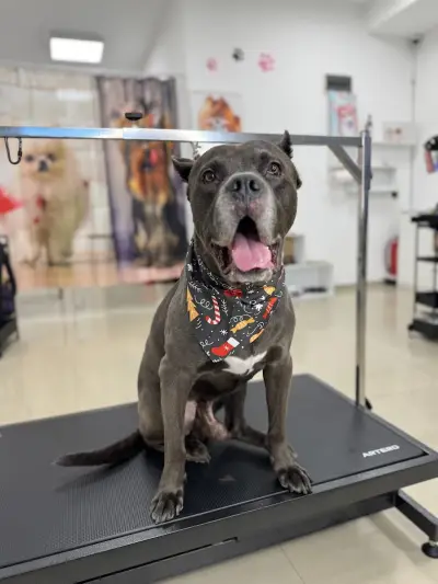 The Smini Groomer Pet Studio Фризьорско Студио за Кучета