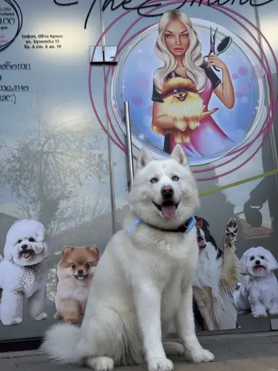 The Smini Groomer Pet Studio Фризьорско Студио за Кучета
