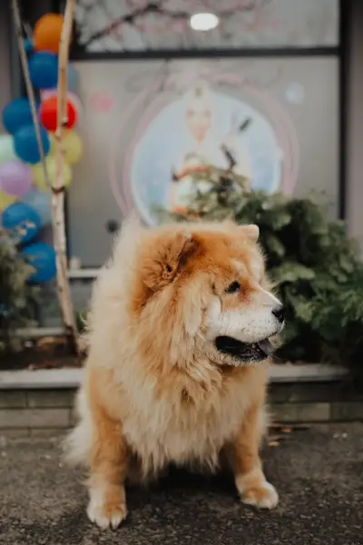 The Smini Groomer Pet Studio Фризьорско Студио за Кучета