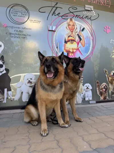 The Smini Groomer Pet Studio Фризьорско Студио за Кучета