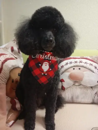Груминг салон "Hearty Grooming"
