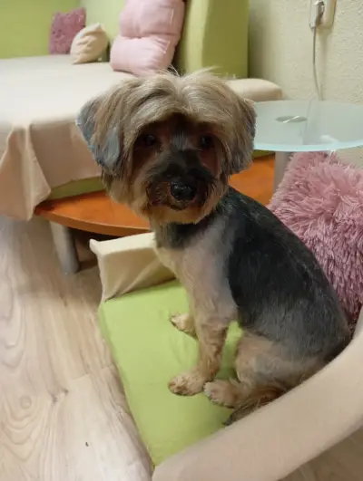 Груминг салон "Hearty Grooming"