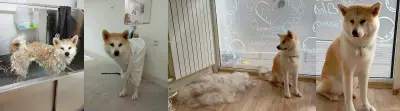 Груминг салон "Hearty Grooming"