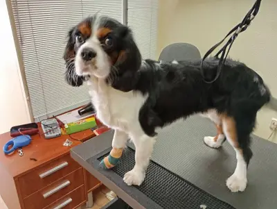 Груминг салон "Hearty Grooming"
