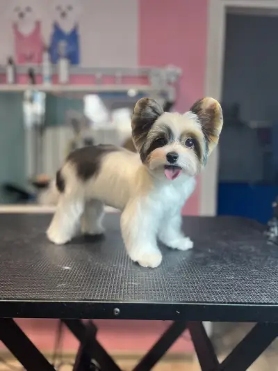 Груминг-салон BluePink Grooming Salon