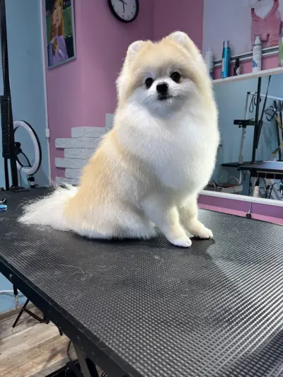 Груминг-салон BluePink Grooming Salon