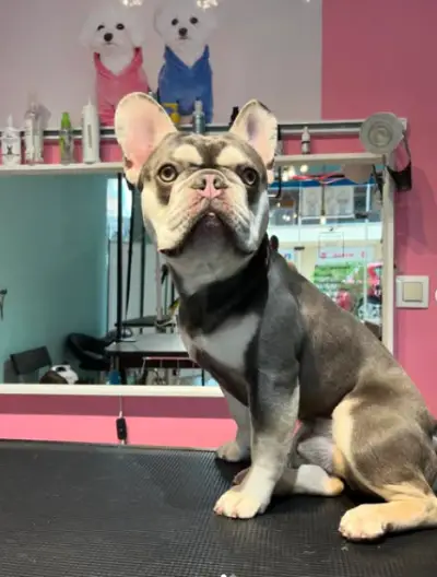 Груминг-салон BluePink Grooming Salon