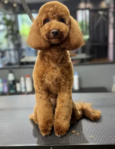Груминг-салон BluePink Grooming Salon