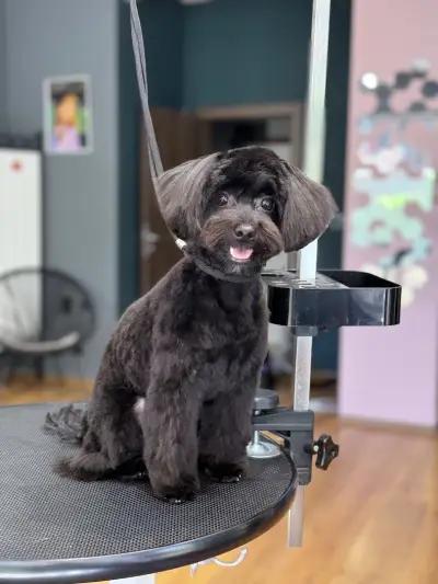 Груминг-салон BluePink Grooming Salon
