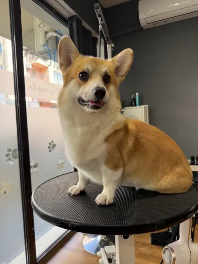 Груминг-салон BluePink Grooming Salon