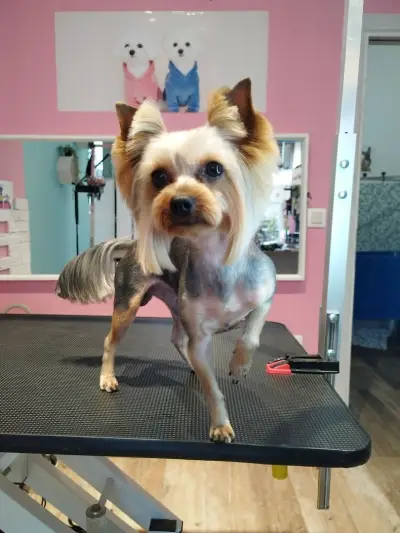 Груминг-салон BluePink Grooming Salon