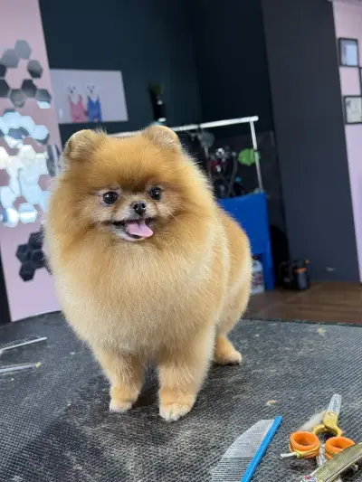 Груминг-салон BluePink Grooming Salon