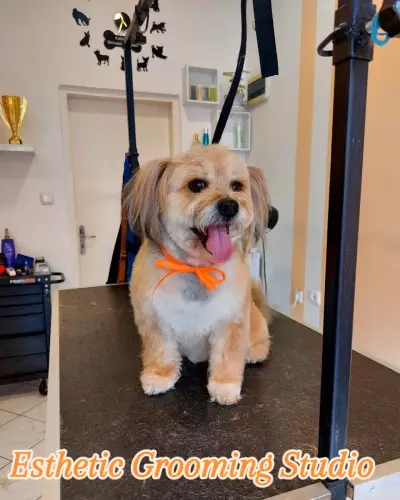 Esthetic Grooming Studio / Естетик - Салон за домашни любимци