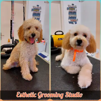 Esthetic Grooming Studio / Естетик - Салон за домашни любимци
