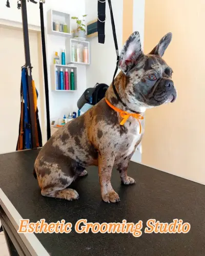 Esthetic Grooming Studio / Естетик - Салон за домашни любимци
