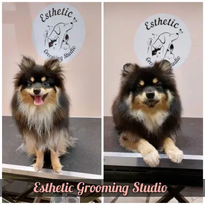 Esthetic Grooming Studio / Естетик - Салон за домашни любимци