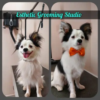 Esthetic Grooming Studio / Естетик - Салон за домашни любимци