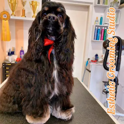 Esthetic Grooming Studio / Естетик - Салон за домашни любимци