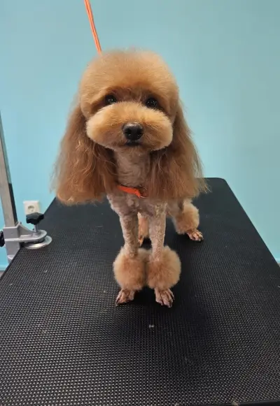 Sisters' Grooming Salon