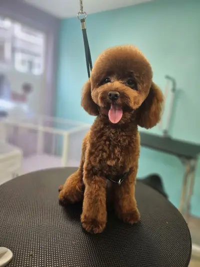 Sisters' Grooming Salon