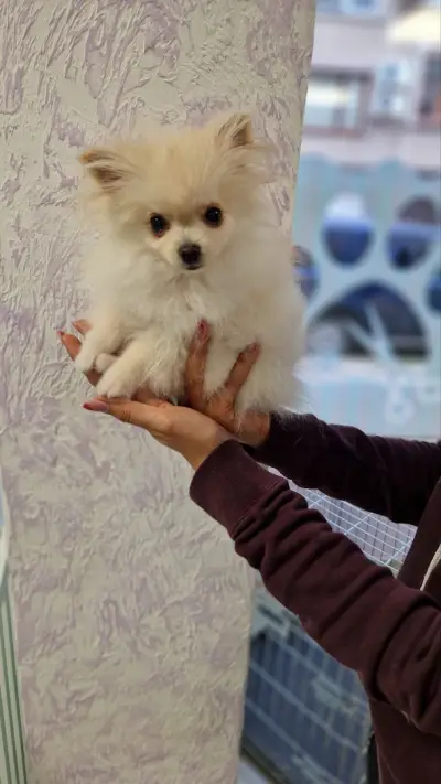 Sisters' Grooming Salon