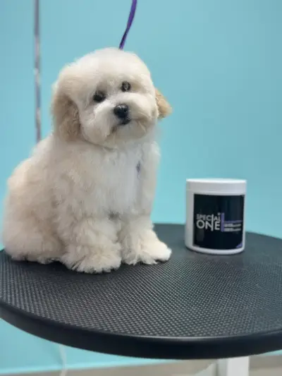 Sisters' Grooming Salon