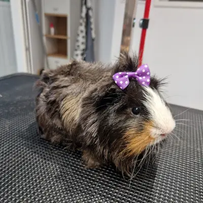 Vanya's Grooming