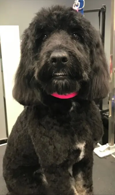 Vanya's Grooming