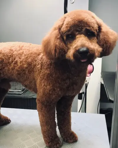 Vanya's Grooming