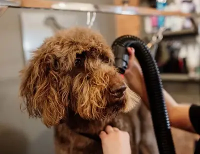 Vanya's Grooming