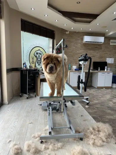 Woof Gang Grooming Summer & Gabbie