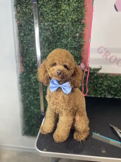Pet house - grooming and shop