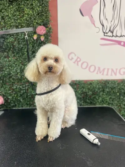 Pet house - grooming and shop