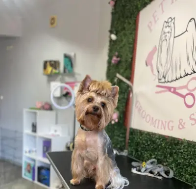 Pet house - grooming and shop