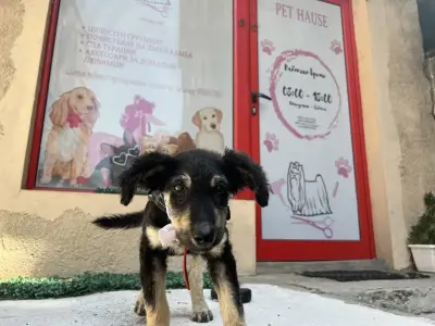 Pet house - grooming and shop