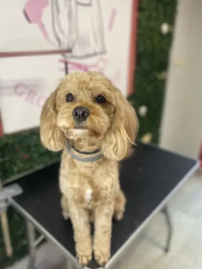 Pet house - grooming and shop