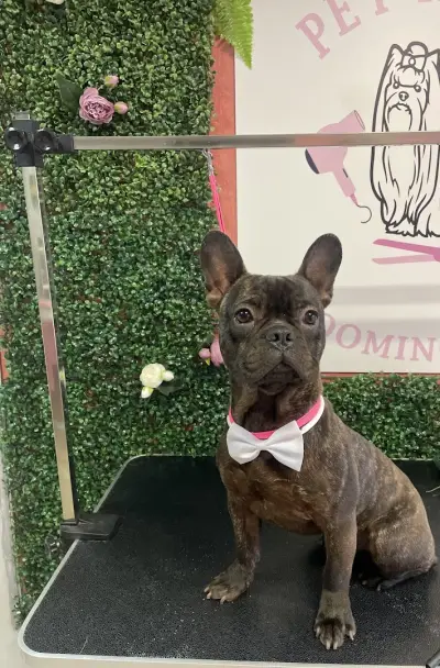 Pet house - grooming and shop